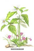 Flower!