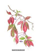 Virginia Creeper