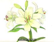 Lillies