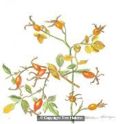 Rosehips