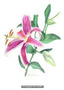 Stargazer