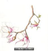 Magnolia