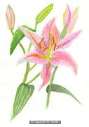 Stargazer - Pale