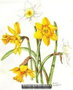 Daffodils