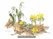 Snowdrops