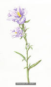 Bluebell