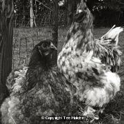 Chickens
