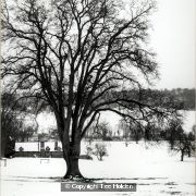 Snowy Landscape