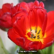 Tulip