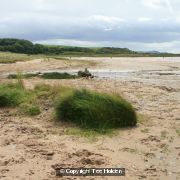 Beach on Bute