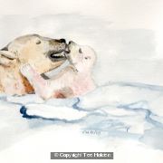 Polar Bears