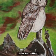 Olly The Owl