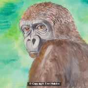 Monkey