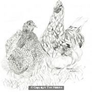 Chickens