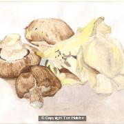 Mushrooms