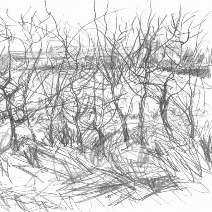hedge-winter-cold