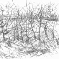 hedge-winter-cold