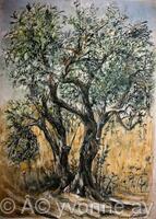 Olive Tree