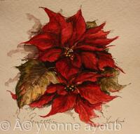 Poinsettias