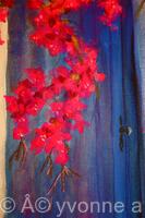 Bougainvillea and Blue Door