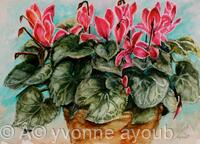 Cyclamen