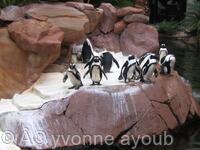 Penguins - Las Vegas