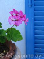 Pink  Blue