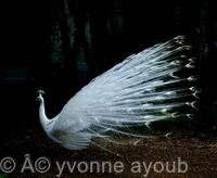 Peacock 001