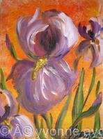 iris