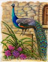 Peacock at Evangelistra