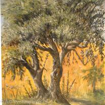 Olive Tree