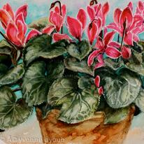 Cyclamen