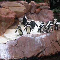 Penguins - Las Vegas