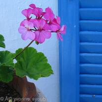 Pink  Blue