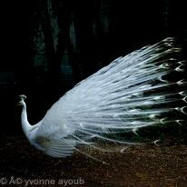 Peacock 001