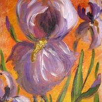 iris