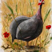 Guinea Fowl