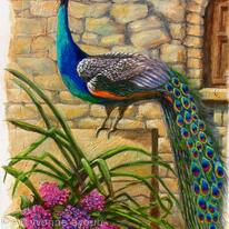 Peacock at Evangelistra