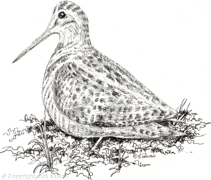 Woodcock image for bespoke shoot card