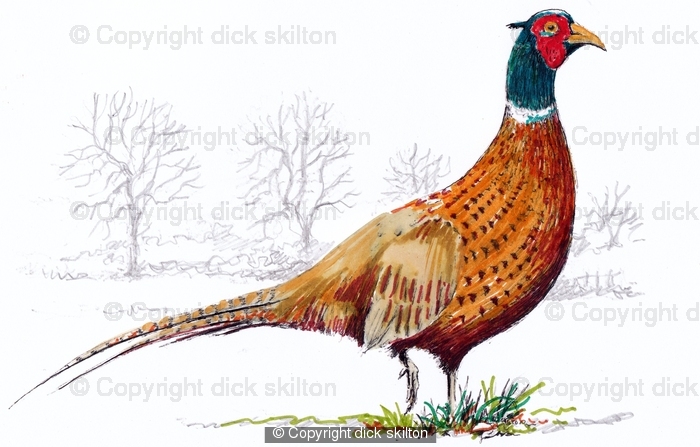 standing pheasant coloured greeting card 