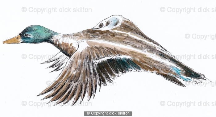 Duck flying greeting card 