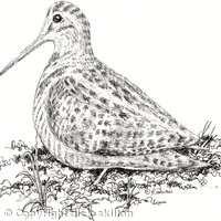 Woodcock image for bespoke shoot card
