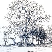 The old oak Example of artwork for shoot cards