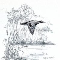 Flying duck over the pond. Image which may be used on a 10cm by 7cm traditional shoot card