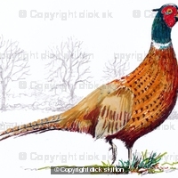standing pheasant coloured greeting card 