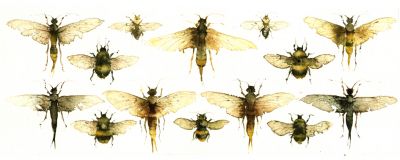 KO.25 sawflies  bumblebees