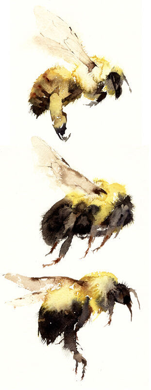 three bumbles KO10