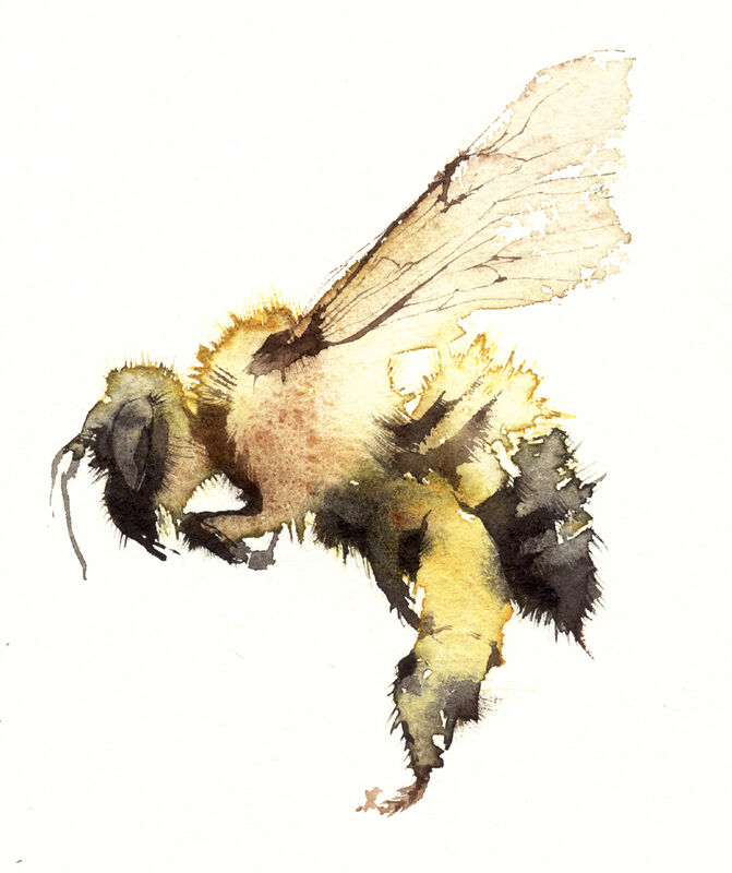 solo bumble KO12