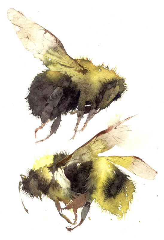two bumble bees KO15