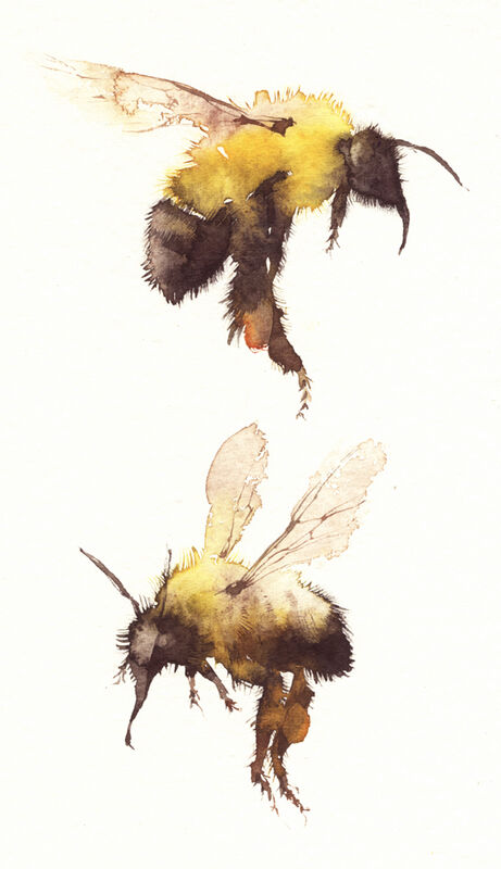 bumble bees KO3